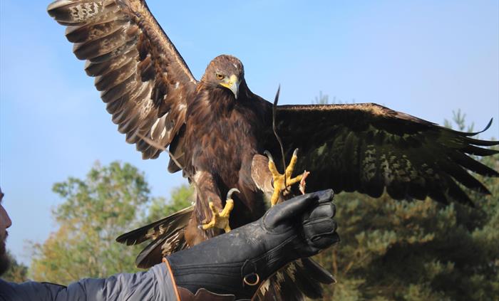 Eagle Experience Wales at The National Botanic Garden of Wales